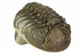 Morocops Trilobite Fossil - Partially Enrolled #67003-1